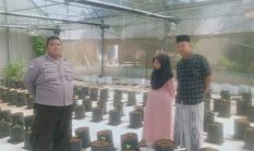 POLSEK BATANG-BATANG DUKUNG KETAHANAN PANGAN NASIONAL MELALUI PEMANTAUAN BUDIDAYA MELON PERTIWI
