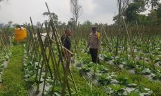 Polisi Turun ke Lahan, Pantau Perkembangan Kubis di Desa Gendro