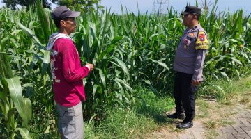 Bhabinkamtibmas Sukorejo Cek Pertumbuhan Jagung Warga