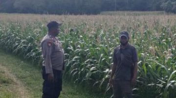 Polsek Kangean Lakukan Pengecekan Tanaman Jagung Untuk Dukung Ketahanan Pangan Di Wilayah Kepulauan