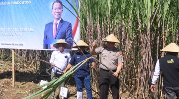 Dukung Swasembada Gula Nasional, Kapolres Bondowoso Turun Langsung ke Lahan Tebu Bersama Forkopimda
