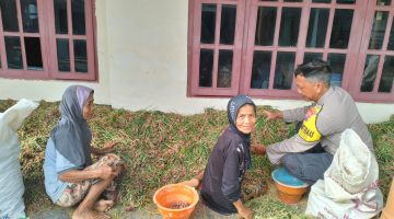 Polsek Rubaru Polres Sumenep Dukung Katahanan Pangan Melalui Panen Bawang Merah Program P2B