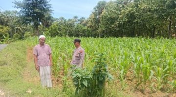 Bhabikamtibmas Polsek Prenduan Monitoring Tanaman Jagung Di Pragaan Laok Untuk Dukung Ketahanan Pangan Nasional 
