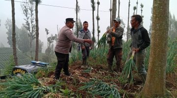 Bhabinkamtibmas Polsek Tosari Pantau Lahan Bawang Prei, Dukung Program Ketahanan Pangan Nasional