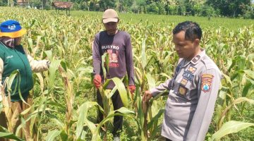 Polsek Dasuk Dukung Ketahanan Pangan Melalui Monitoring Tanaman Jagung 