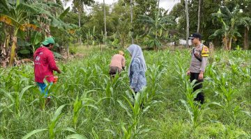 Bhbinkamtibmas Polsek Batang Batang Monitoring Perkembangan Tanaman Jagung Untuk Dukung Ketahanan Pangan Nasional 