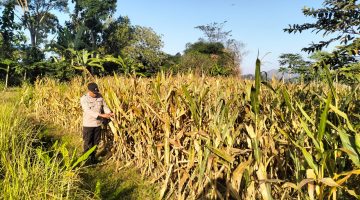 Demi menjaga hubungan Lebih Dekat dengan Petani kanit binmas polsek gondang terjun ke lapangan