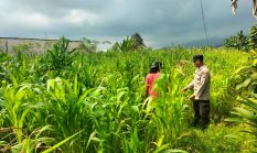Bukan Sekadar Patroli, Polisi di Tutur Kini Aktif Dampingi Petani Jagung