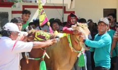 Kerapan Sapi Semarakkan HUT ke-60 Korem 084/Bhaskara Jaya, Ribuan Warga Padati Arena Lomba