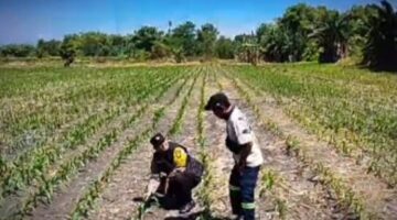 Tanaman Jagung di Siyar Tumbuh Baik, Bhabinkamtibmas Dukung Ketahanan Pangan Bersama Warga