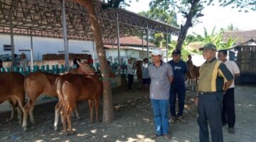 Pemkab Sumenep Gencarkan Reaktivasi Pasar Sapi, Perkuat Ekonomi Berbasis Peternakan
