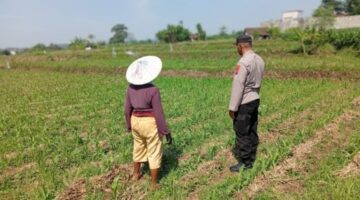 Optimistis Panen Bagus, Bhabinkamtibmas Laporkan Tanaman Jagung di Gunting Tumbuh Subur