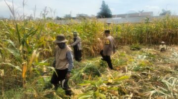 Hasil Panen Jagung di Karangjati Terpantau Baik, Bhabinkamtibmas Dukung Ketahanan Pangan Bersama Petani